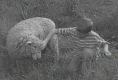 Ronald with Lamb